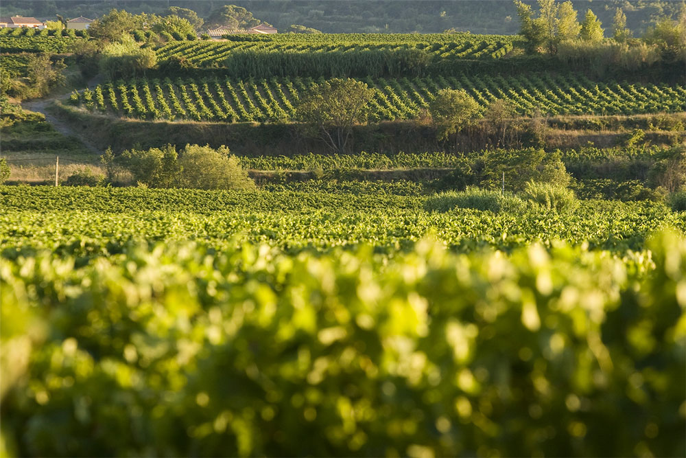 terroir_terrasses